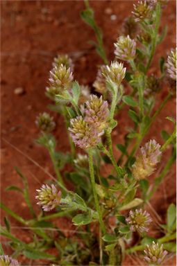 APII jpeg image of Ptilotus pseudohelipteroides  © contact APII