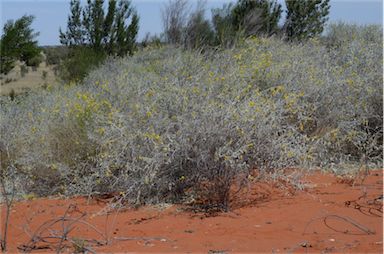 APII jpeg image of Crotalaria eremaea subsp. eremaea  © contact APII