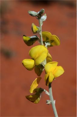 APII jpeg image of Crotalaria eremaea subsp. eremaea  © contact APII