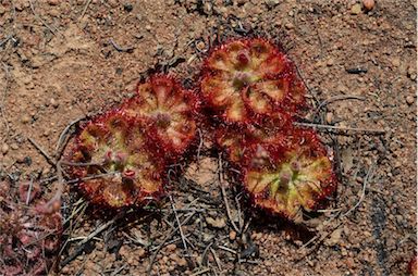 APII jpeg image of Drosera burmanni  © contact APII