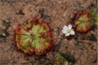 APII jpeg image of Drosera burmanni  © contact APII