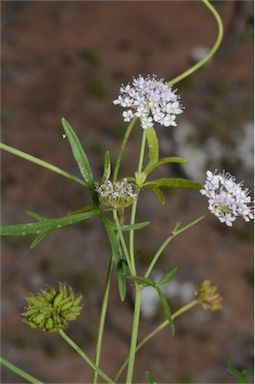 APII jpeg image of Trachymene cyanantha  © contact APII