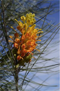 APII jpeg image of Grevillea juncifolia subsp. juncifolia  © contact APII