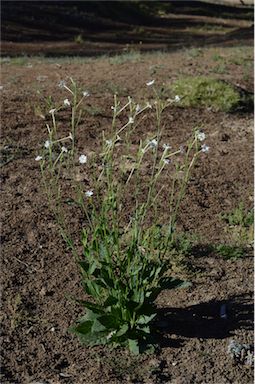 APII jpeg image of Nicotiana megalosiphon subsp. megalosiphon  © contact APII