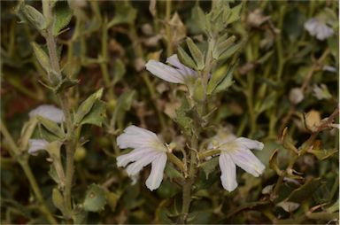 APII jpeg image of Scaevola parvibarbata  © contact APII