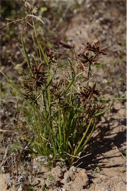 APII jpeg image of Cyperus gilesii  © contact APII