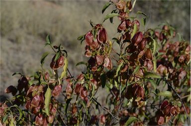 APII jpeg image of Dodonaea petiolaris  © contact APII