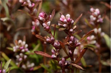 APII jpeg image of Polygonum plebeium  © contact APII