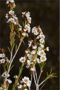 APII jpeg image of Thryptomene hexandra  © contact APII