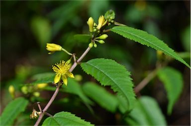 APII jpeg image of Corchorus cunninghamii  © contact APII