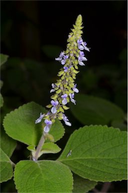 APII jpeg image of Plectranthus  © contact APII