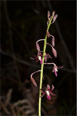 APII jpeg image of Dipodium variegatum  © contact APII