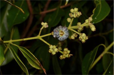 APII jpeg image of Syzygium unipunctatum  © contact APII