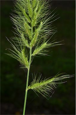 APII jpeg image of Echinochloa telmatophila  © contact APII