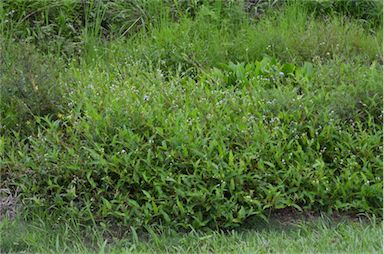 APII jpeg image of Persicaria strigosa  © contact APII