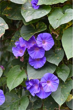 APII jpeg image of Ipomoea indica  © contact APII