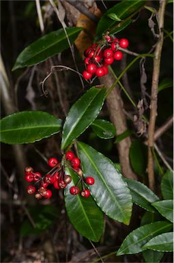 APII jpeg image of Ardisia crenata  © contact APII