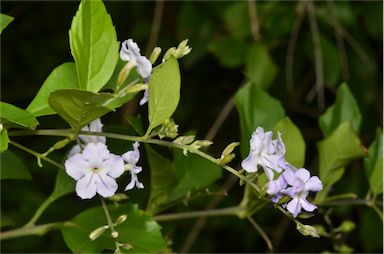 APII jpeg image of Duranta erecta  © contact APII