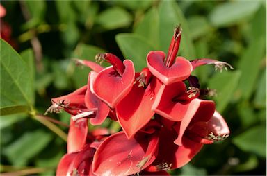 APII jpeg image of Erythrina crista-galli  © contact APII