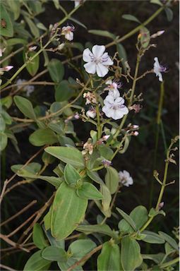 APII jpeg image of Tibouchina urvilleana  © contact APII