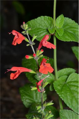 APII jpeg image of Salvia coccinea  © contact APII