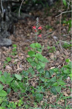 APII jpeg image of Salvia coccinea  © contact APII