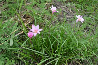 APII jpeg image of Zephyranthes carinata  © contact APII