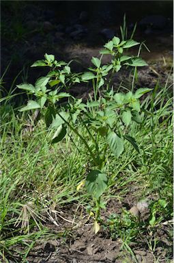 APII jpeg image of Physalis philadelphica  © contact APII