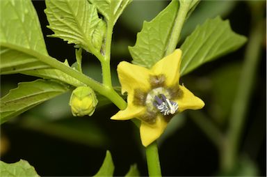 APII jpeg image of Physalis philadelphica  © contact APII