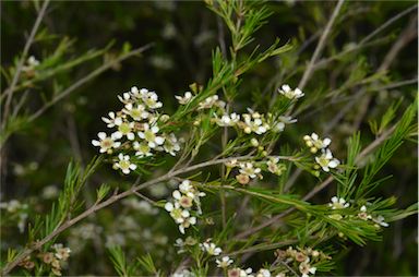 APII jpeg image of Baeckea linifolia  © contact APII