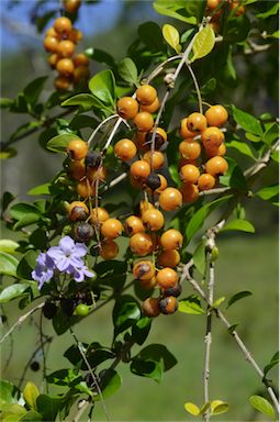 APII jpeg image of Duranta erecta  © contact APII