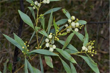 APII jpeg image of Acacia penninervis var. penninervis  © contact APII