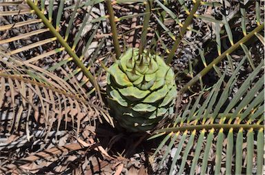 APII jpeg image of Macrozamia reducta  © contact APII