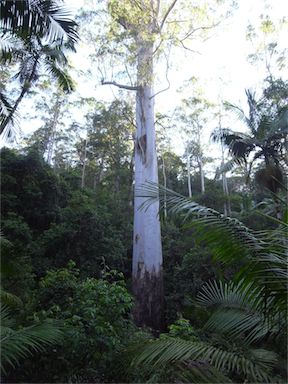 APII jpeg image of Eucalyptus grandis  © contact APII