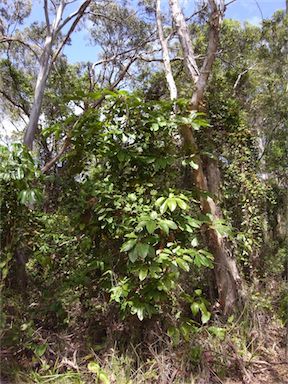 APII jpeg image of Schefflera actinophylla  © contact APII