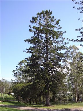 APII jpeg image of Araucaria cunninghamii  © contact APII