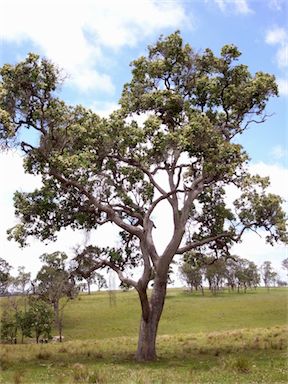 APII jpeg image of Angophora subvelutina  © contact APII