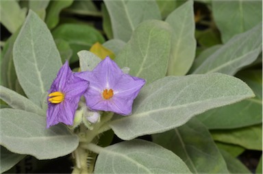 APII jpeg image of Solanum lasiophyllum  © contact APII