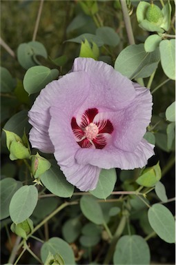 APII jpeg image of Gossypium sturtianum  © contact APII