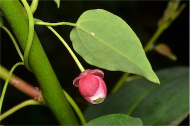 APII jpeg image of Berberidopsis beckleri  © contact APII