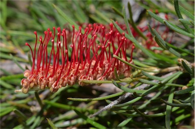 APII jpeg image of Grevillea concinna x rigida subsp. distans  © contact APII