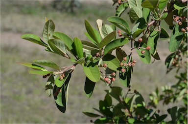 APII jpeg image of Cotoneaster glaucophyllus  © contact APII