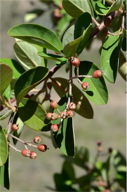 APII jpeg image of Cotoneaster glaucophyllus  © contact APII