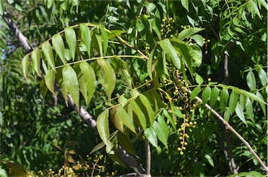 APII jpeg image of Pistacia chinensis  © contact APII