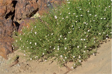 APII jpeg image of Olearia stuartii  © contact APII