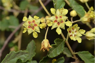 APII jpeg image of Androcalva luteiflora  © contact APII