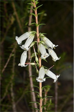 APII jpeg image of Epacris impressa  © contact APII