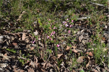 APII jpeg image of Epacris impressa  © contact APII