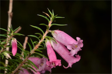 APII jpeg image of Epacris impressa  © contact APII