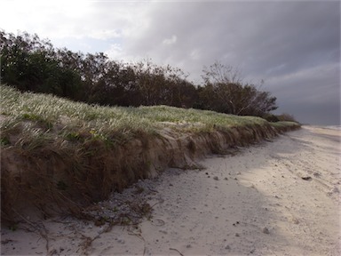 APII jpeg image of Spinifex hirsutus  © contact APII